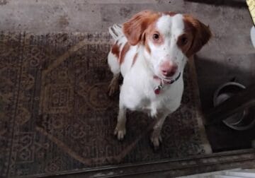 Rehoming a hunting dog Brittany special.