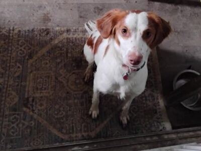 Rehoming a hunting dog Brittany special.