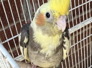 Weaned Cockatiels
