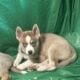 Pure bred Siberian husky