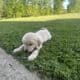 English golden retriever puppies