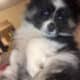 Merle Toy Aussie