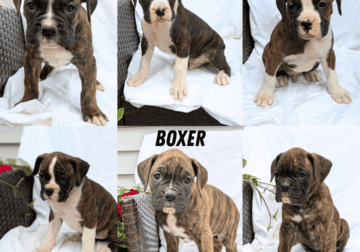 AKC BOXER PUPS BORN APRIL 08