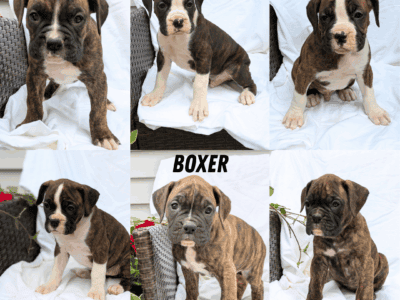 AKC BOXER PUPS BORN APRIL 08