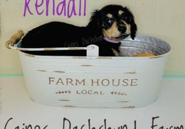 Mini dachshund puppies