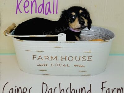 Mini dachshund puppies