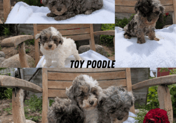TOY POODLE PUPS BORN MARCH 24