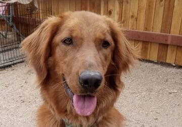 GOLDEN RETRIEVER AKC