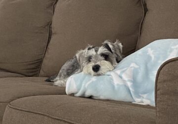 Miniature Schnauzer in need of forever home