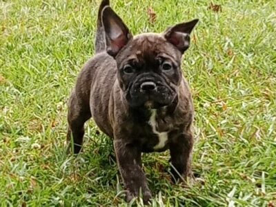 Exotic bully