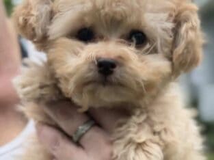 .F1b Toy Yorkipoo Puppies