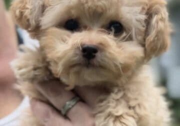 .F1b Toy Yorkipoo Puppies