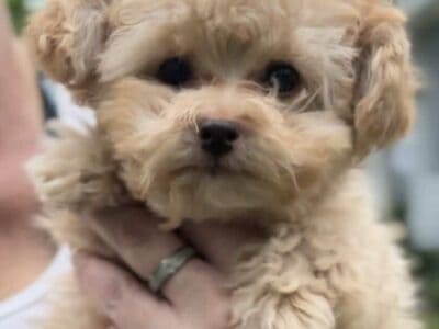 .F1b Toy Yorkipoo Puppies