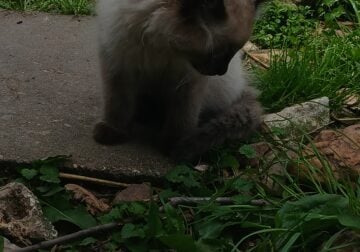 Smokey ragdoll