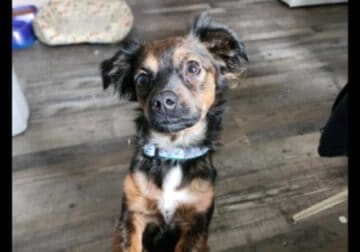 Rehoming Dachshund Mix