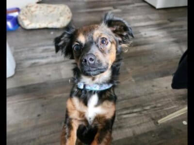 Rehoming Dachshund Mix