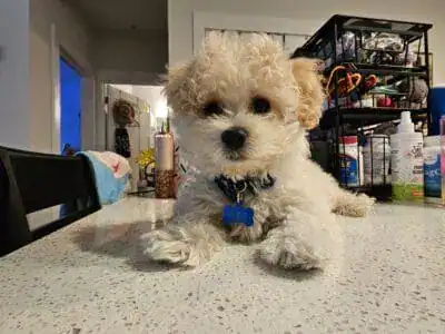 Maltese Bichone Puppy