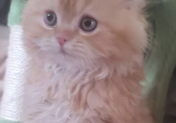 Persian Fluffy kitten