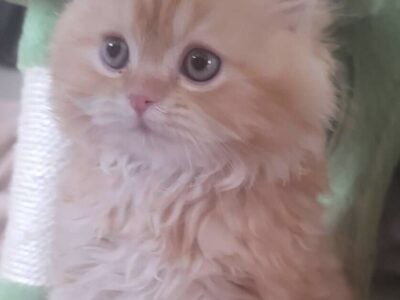 Persian Fluffy kitten