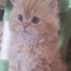 Persian Fluffy kitten