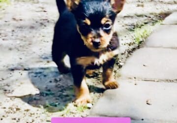 Female Yorkie puppy