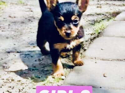 Female Yorkie puppy