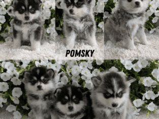 POMSKY PUPS BORN APRIL 01