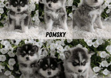 POMSKY PUPS BORN APRIL 01