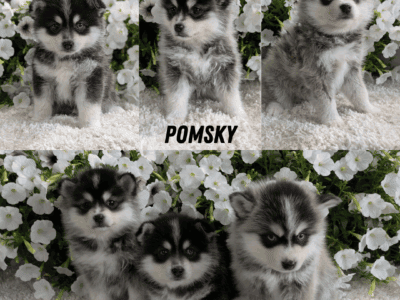 POMSKY PUPS BORN APRIL 01