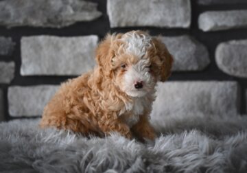 Toy Poodle For Sale Sugarcreek OH Oliver