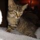 8wks old female kitten