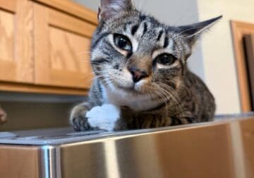 I’ll give the cat into good hands