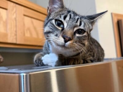 I’ll give the cat into good hands