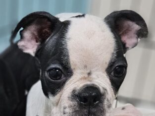 Frenchton bulldog puppies