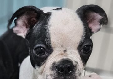Frenchton bulldog puppies