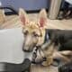 7 mo old German shepherd