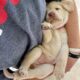 LABrador Retriever Puppies AKC Registered