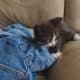 Free kittens