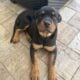 German Rottweiler Female Puppy