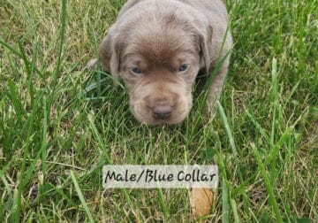 Akc lab puppies