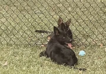 black german shepherd