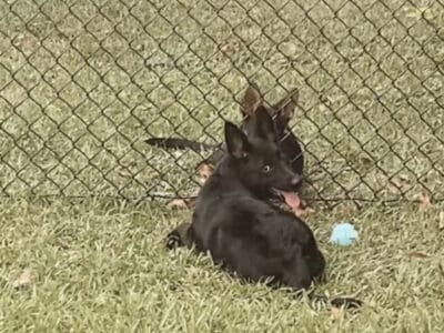 black german shepherd