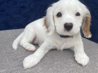Sam – Male Cavapoo