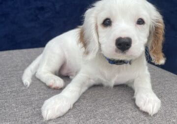 Sam – Male Cavapoo