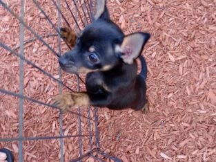 Chihuahua/Yorkie Mix Puppy
