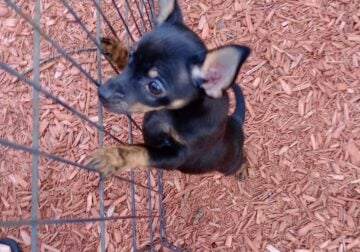 Chihuahua/Yorkie Mix Puppy