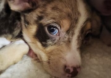 Chihuahua chiweenie puppies merle