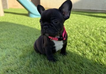 French Bulldog