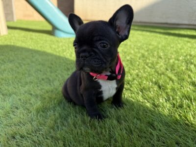 French Bulldog