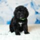 Bernedoodles -May